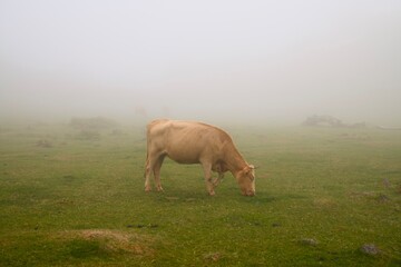 Cattle grazing quietly in a mist covered meadow © Andrei