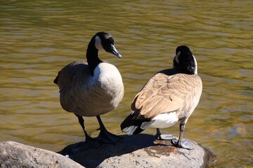 Canada geese resting on a stone by the riverbank © fluffypw88