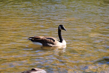 Canada goose floating on an autumn river © fluffypw88