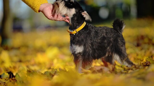 Miniature Schnauzer interacts affectionately with owner's hand among golden autumn leaves in a sunny park.