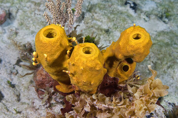 Obraz premium Beautiful Yellow tube sponges underwater in the Bahama Islands
