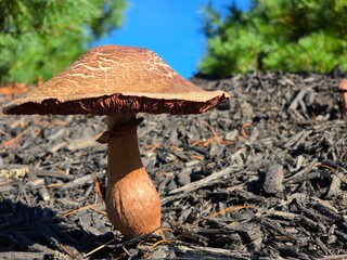 Tall reddish-brown mushroom with full stem against a blue sky © Brandon