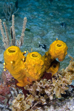 Beautiful Yellow tube sponges underwater in the Bahama Islands