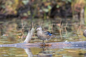 Fototapeta premium Juvenile Wood Duck, Aix sponsa, preening, swimmming and foraging in Fish Creek NY Adirondacks on a peaceful Autumn afternoon with fall foliage reflecting on the water