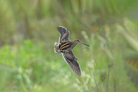 Common Snipe in flight against a lush green background, showing its distinctive wing pattern and graceful movement.