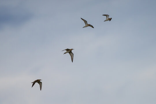 A flock of Ruff flying across a cloudy sky, showcasing the graceful flight of these migratory shorebirds.