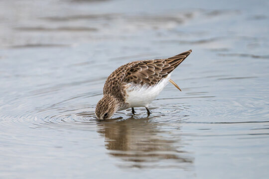 Little Stint foraging along a sandy and gravelly riverbank, searching for small invertebrates in its natural wetland habitat.