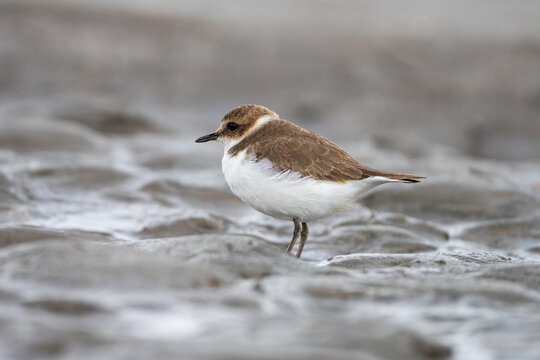 Kentish Plover foraging along a sandy riverbank, searching for small invertebrates in its natural wetland habitat.