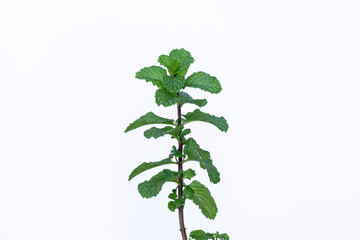 Mint leaves isolated on white background for herbal medicine and tea ingredient. Organic Mint leaves peppermint isolated on white background for traditional herbal remedy © Semoga