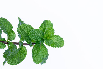 Mint leaves isolated on white background for herbal medicine and tea ingredient. Organic Mint leaves peppermint isolated on white background for traditional herbal remedy © Semoga