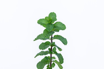 Mint leaves isolated on white background for herbal medicine and tea ingredient. Organic Mint leaves peppermint isolated on white background for traditional herbal remedy © Semoga
