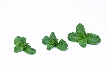 Mint leaves isolated on white background for herbal medicine and tea ingredient. Organic Mint leaves peppermint isolated on white background for traditional herbal remedy © Semoga