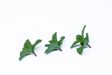 Mint leaves isolated on white background for herbal medicine and tea ingredient. Organic Mint leaves peppermint isolated on white background for traditional herbal remedy © Semoga