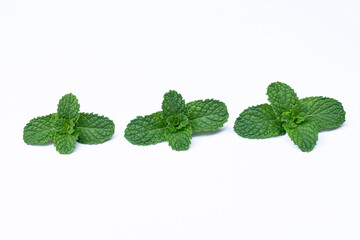 Mint leaves isolated on white background for herbal medicine and tea ingredient. Organic Mint leaves peppermint isolated on white background for traditional herbal remedy © Semoga