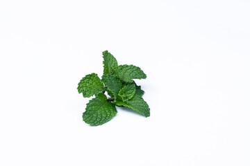 Mint leaves isolated on white background for herbal medicine and tea ingredient. Organic Mint leaves peppermint isolated on white background for traditional herbal remedy © Semoga