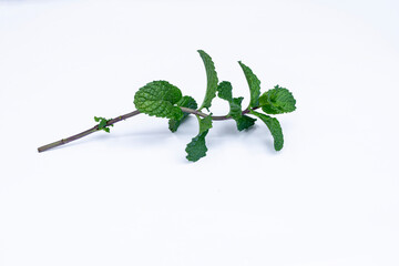 Mint leaves isolated on white background for herbal medicine and tea ingredient. Organic Mint leaves peppermint isolated on white background for traditional herbal remedy © Semoga