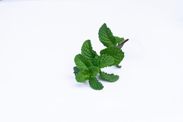 Mint leaves isolated on white background for herbal medicine and tea ingredient. Organic Mint leaves peppermint isolated on white background for traditional herbal remedy © Semoga