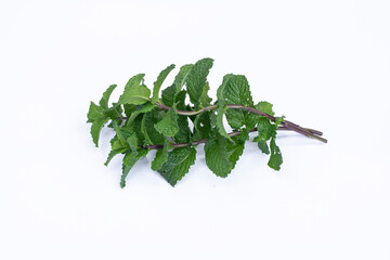 Mint leaves isolated on white background for herbal medicine and tea ingredient. Organic Mint leaves peppermint isolated on white background for traditional herbal remedy © Semoga