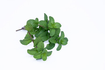 Mint leaves isolated on white background for herbal medicine and tea ingredient. Organic Mint leaves peppermint isolated on white background for traditional herbal remedy © Semoga