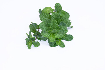 Mint leaves isolated on white background for herbal medicine and tea ingredient. Organic Mint leaves peppermint isolated on white background for traditional herbal remedy © Semoga