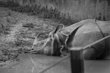 Black and white portrait of a greater one-horned rhinoceros resting in a muddy pool © Jader