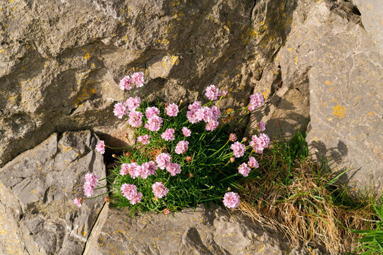 gower photography