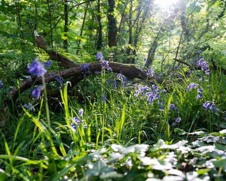 gower photography