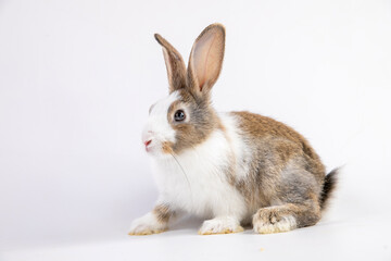 Healthy lovely baby bunny easter brown rabbit on white background. Cute fluffy rabbit on white background Lovely mammal with beautiful bright eyes in nature life. Easter Animal symbol concept.  © unikyluckk