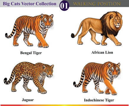 Big Cats Vector Collection 01 &ndash; Bengal Tiger, African Lion, Jaguar and Indochinese Tiger Pack