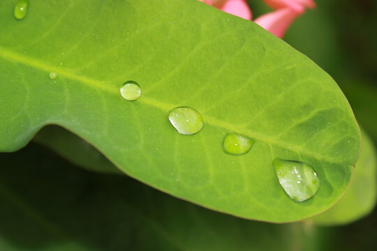 dew on leaf