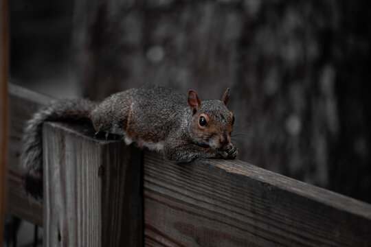 Eastern gray squirrel resting on a wooden fence with dark blurred background