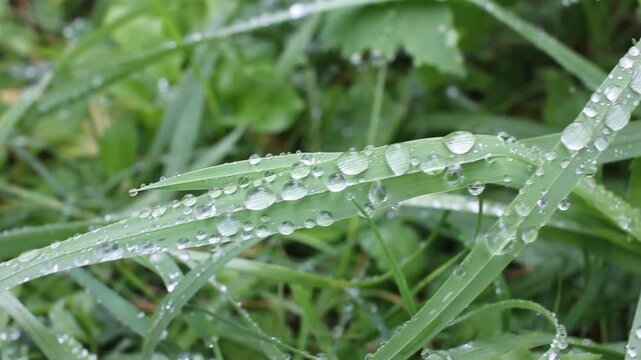 Fresh morning dew drops glistening on green grass blades in a meadow