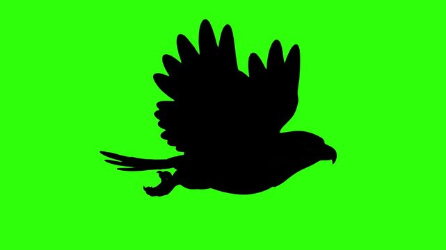 A solid black silhouette of a hawk or bird flying with flapping wings in side view on a chroma key green background. Ideal for shadow overlays, dramatic vector animations, transition effects, bird sha