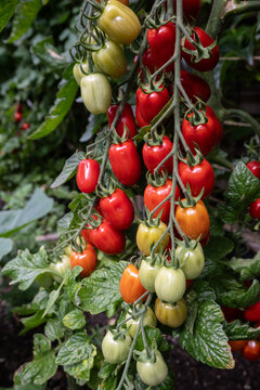 Tomaten reif und unreif auf Rispen 