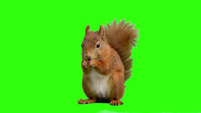 A cute fluffy red squirrel sitting on its hind legs and eating a nut on a chroma key green background. Perfect for wildlife documentaries, nature educational videos, forest animal scenes, and video co