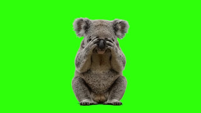 Real Australian koala bear sitting and covering its eyes with paws in a facepalm pose on a chroma key green background. Excellent for funny animal reactions, mistake concepts, shy behavior, australian