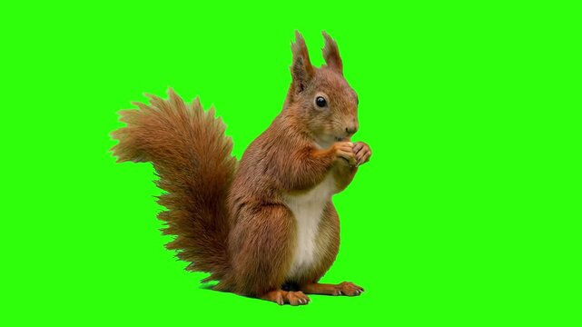 Real cute red squirrel with fluffy tail sitting and holding a nut in paws on a chroma key green background. Perfect for forest wildlife videos, nature conservation ads, autumn animal footage, biology 