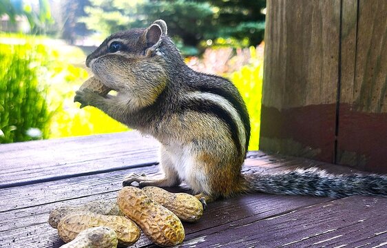 Chipmunk  eating nut