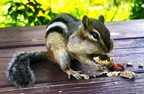Chipmunk eating nut