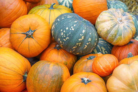 Orange and green pumpkins displayed on hay bales at an autumn harvest festival. Rustic seasonal scene with colorful squash and gourds, perfect for fall and Thanksgiving themes.
