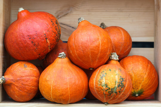 Close up of stack, heap of orange pumpkins lying in wooden box, container background. Squashes and gourds vegetable, autumn harvest composition symbolizing fall season, thanksgiving, and farm produce