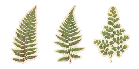 Set of three pressed dried fern leaves vintage stickers isolated on a white background, botanical illustration © Septi.First