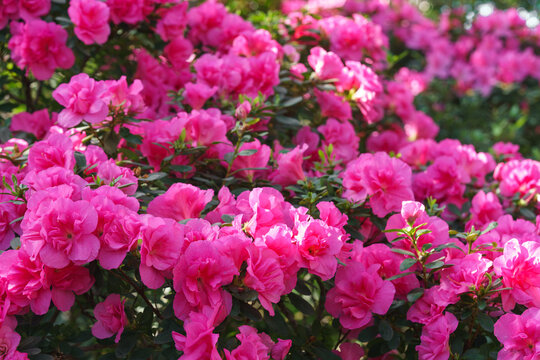 Vibrant pink Rhododendron indicum azalea with rosette shaped flowers blooming with lush green foliage floral background. Evergreen plant outdoor, in orangery, botanical garden or greenhouse