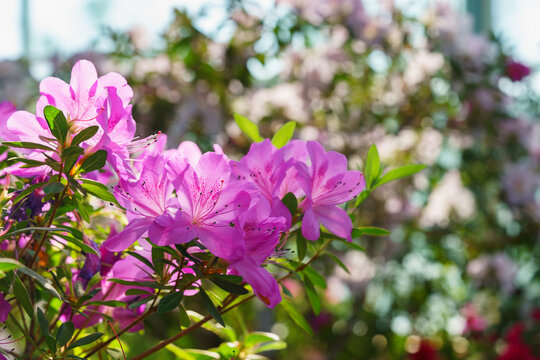Close up of pink Azalea Ericaceae, Rhododendron indicum flowers bloom on branch in garden or greenhouse on green foliage background and soft bokeh. Evergreen plant outdoor orangery, botanical garden