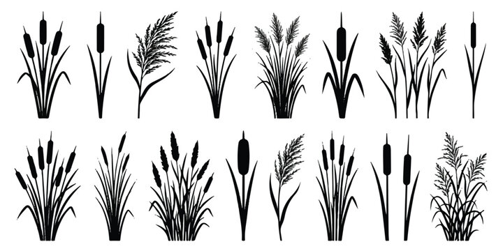 Black silhouette collection of cattails and reeds for nature graphic design with marsh grass aquatic plants vector set nature elements wildlife graphics