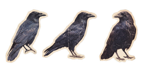 Fototapeta premium Vintage illustration set of three black crows or ravens isolated on white background, antique style bird graphics