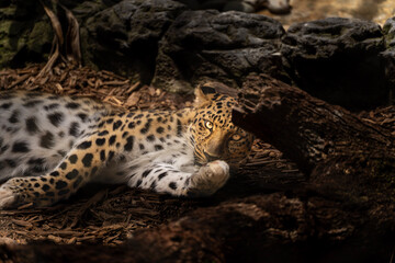 Spotted leopard resting on forest floor and looking toward camera © Jader