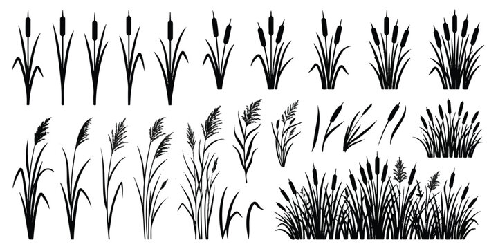 Black silhouette collection of reeds and cattail aquatic plants for nature design with cattails silhouettes botanical riverbank wildlife isolated elements