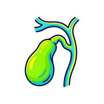 Colorful vector illustration of human gallbladder and bile duct anatomy