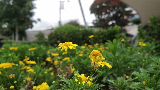 flores amarillas, yellow flowers, flor, flower, flores, flowers, margarita, daisy, planta, plant, naturaleza, nature, jard&iacute;n, garden, jardiner&iacute;a, gardening, flora, flores silvestres, wildflowers, flor